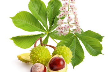 Kasztanowiec zamiast kompresoterapii