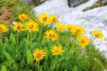 Tendencja do siniaków