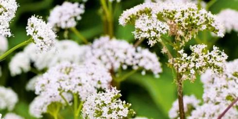 Kozłek lekarski (waleriana) - właściwości lecznicze i zastosowanie