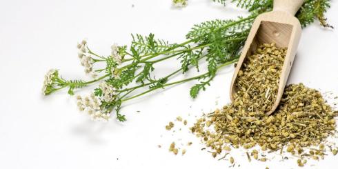 Na produkcję żółci - krwawnik zamiast cynaryny