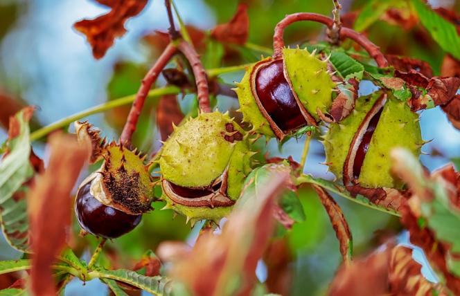Na niewydolność żylną - kasztanowiec zamiast kompresoterapii 