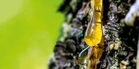 Żywica - przyspiesza gojenie ran 