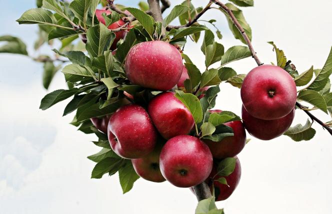 Na obniżenie cholesterolu - jabłka zamiast statyn