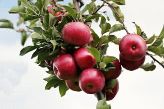Na obniżenie cholesterolu - jabłka zamiast statyn