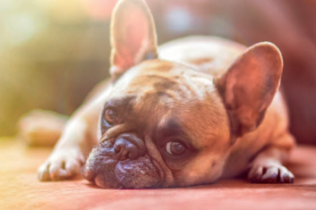 Behawiorysta potrzebny od zaraz