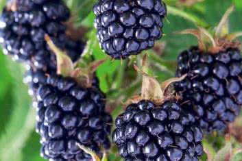 Jeżyny (Rubus Fruticosus)