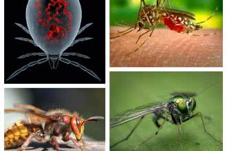Co odstrasza komary i inne owady? Naturalne sposoby zamiast DEET.