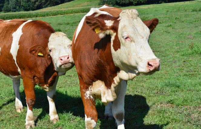 Kancerogenne patogeny w krowim mleku i mięsie? 