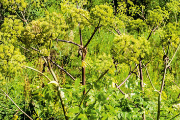 Dzięgiel Litwor (Anegelica Archangelica)
