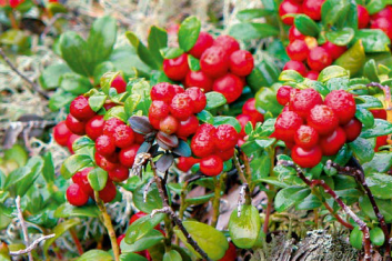 Żurawina Wielkoowocowa (Vaccinium Macrocarpon)