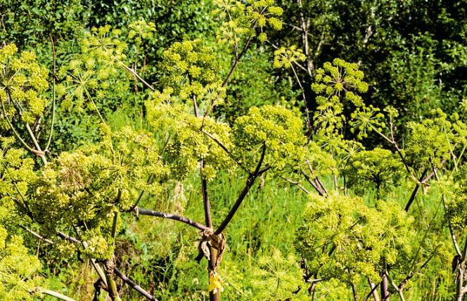 Arcydzięgiel - właściwości lecznicze i zastosowanie