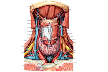 Anatomia obszaru szyjno–piersiowego