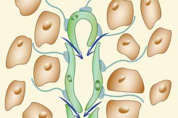 Tkanka limfatyczna błon śluzowych (MALT)