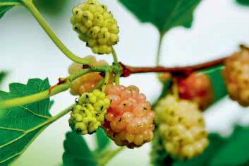 Alternatywne sposoby na cukrzycę