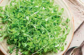 Miniogródek - przyjemność, którą docenisz