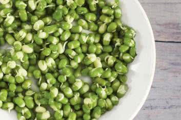 Zielone źródła białka