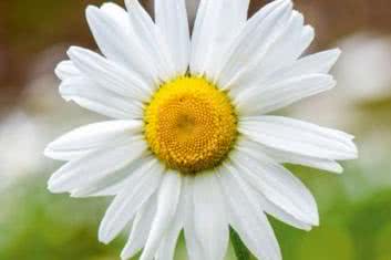 Jak sobie radzić z - Afty