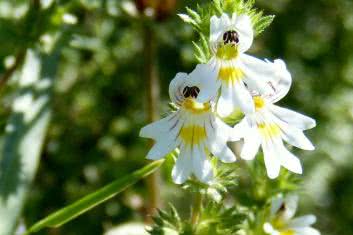 Ratunku, zapalenie spojówek!
