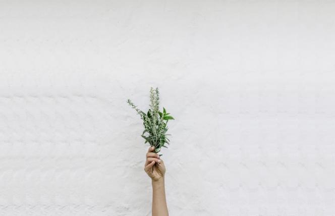 Roślinne surowce na lekooporne Candida 