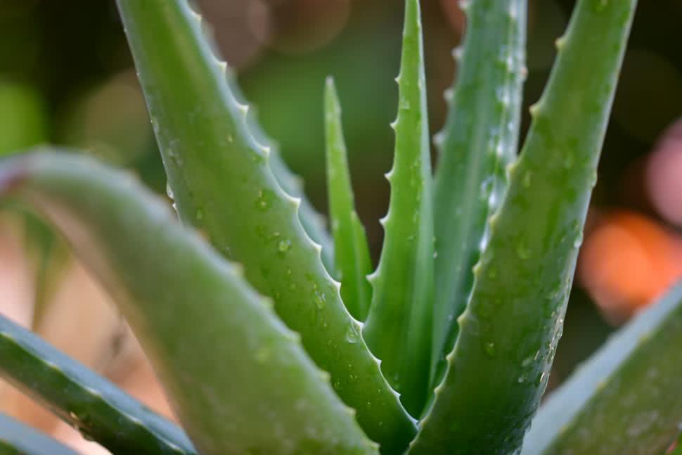 Aloes