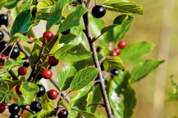 Kruszyna Pospolita (Rhamnus Frangula)