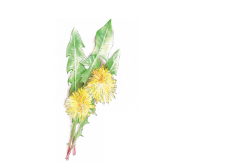 Jak efektywnie oczyścić organizm?