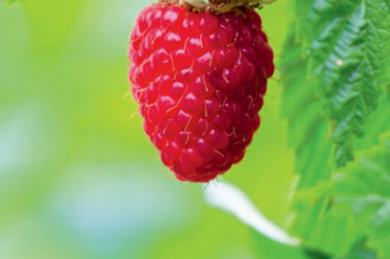 MALINA WŁAŚCIWA (RUBUS IDAEUS)