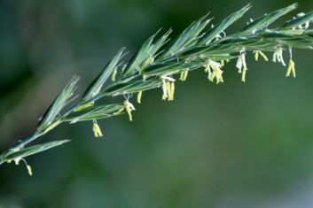 Zielona ochrona pęcherza