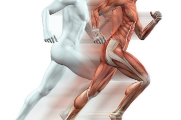 Niespecyficzne zespoły odruchowe mięśni w patologii układu ruchowego