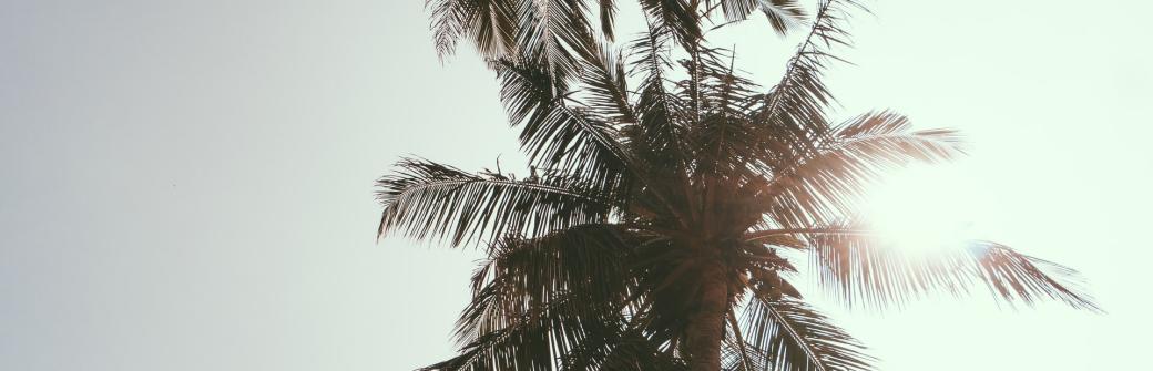 Międzynarodowy Dzień Bez Oleju Palmowego