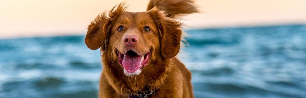 Światowy Dzień Psa