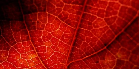 Światowy Dzień Krwiodawcy