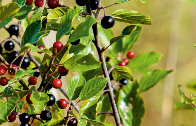 Kruszyna Pospolita na trawienie i zaparcia. Sprawdź przepis na nalewkę