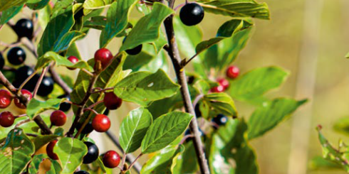 Kruszyna Pospolita na trawienie i zaparcia. Sprawdź przepis na nalewkę