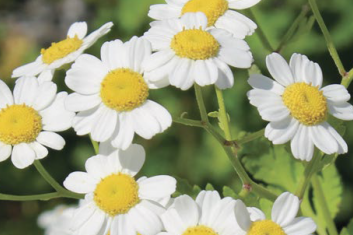 Wrotycz Maruna (TANACETUM PARTHENIUM)