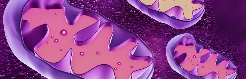 Medycyna mitochondrialna