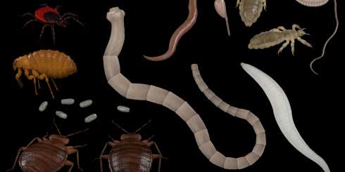 Ludzkie pasożyty: przyczyny, objawy i leczenie