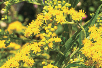 Nawłoć Pospolita (Solidago Virgaurea)