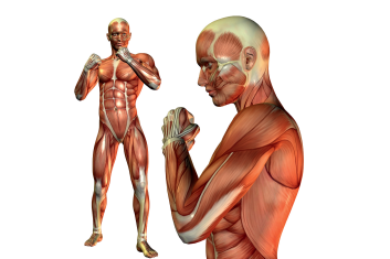 Niespecyficzne zespoły odruchowe mięśni w patologii układu ruchowego