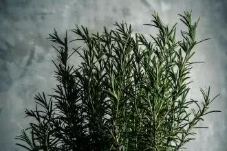 Redakcja Oczymlekarze.pl