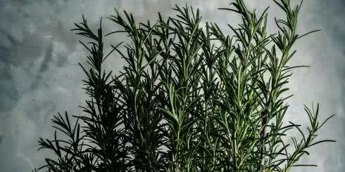 Zioła na żołądek - co poprawia trawienie?