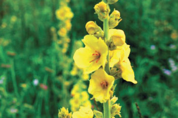 Dziewanna (Verbascium)