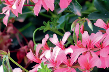 CO JEŚĆ, BY UNIKNĄĆ PRZEZIĘBIENIA?