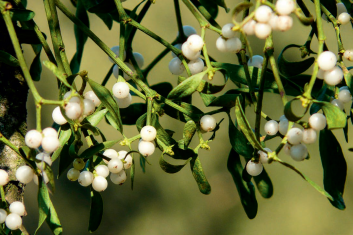 Jemioła i jej pomocnicy