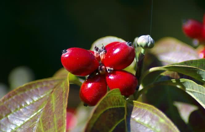 Dereń właściwy - właściwości lecznicze i zastosowanie