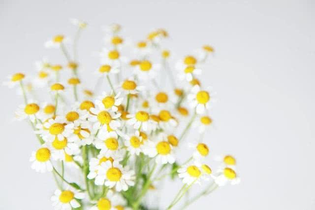 Zdjęcie dziko rosnącego rumianku lekarskiego