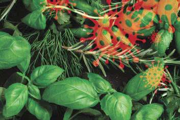 Naturalni pogromcy infekcji