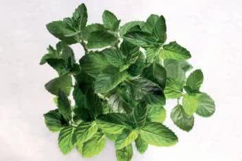 Wsparcie nie tylko dla żołądka