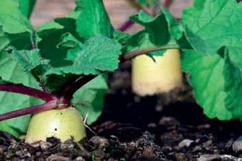 Prawda o żywności ekologicznej