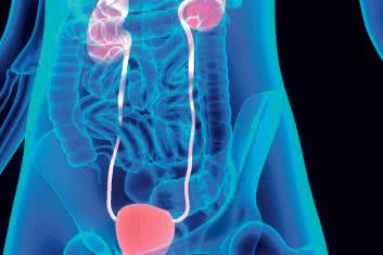 Nerki w praktyce fizjoterapeuty i osteopaty